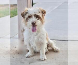 Jack Russell Terrier-Unknown Mix Dogs for adoption in Palo Alto, CA, USA