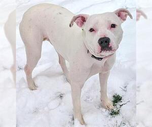 Mutt Dogs for adoption in Akron, OH, USA