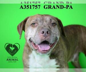 Mutt Dogs for adoption in Stockton, CA, USA