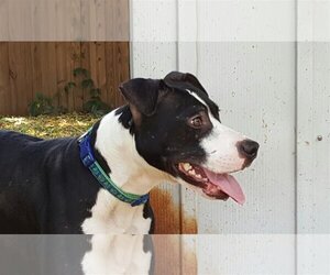 American Staffordshire Terrier-Unknown Mix Dogs for adoption in Ocoee, FL, USA