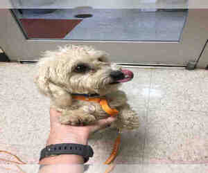 Maltipoo Dogs for adoption in Plano, TX, USA