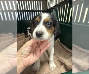 Beagle-Unknown Mix Dogs for adoption in Holly Springs, NC, USA
