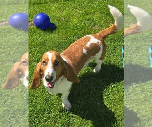 Basset Hound Dogs for adoption in Muskegon, MI, USA