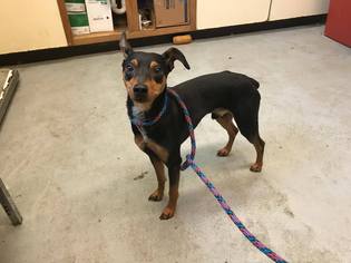 Miniature Pinscher Dogs for adoption in Beckley, WV, USA