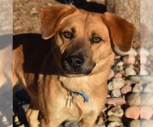 Beagle Dogs for adoption in Aurora, CO, USA