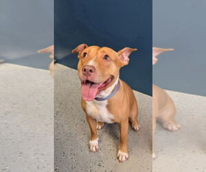 American Staffordshire Terrier-Unknown Mix Dogs for adoption in Lake Forest, CA, USA