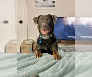 Mutt Dogs for adoption in Battle Ground, WA, USA