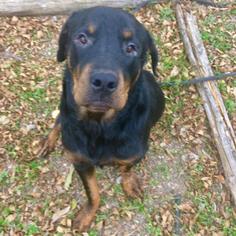 Rottweiler-Unknown Mix Dogs for adoption in Austin, TX, USA