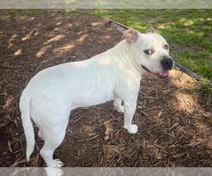 Bulldog-Staffordshire Bull Terrier Mix Dogs for adoption in Plano, TX, USA