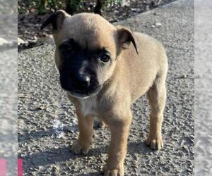Black Mouth Cur Dogs for adoption in Helena, AL, USA