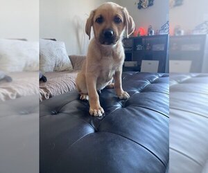 Labrador Retriever-Unknown Mix Dogs for adoption in Woodland Hills, CA, USA
