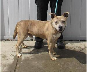 American Staffordshire Terrier-Unknown Mix Dogs for adoption in Louisville, KY, USA