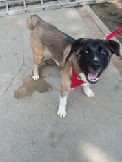 Akita Dogs for adoption in Chambersburg, PA, USA