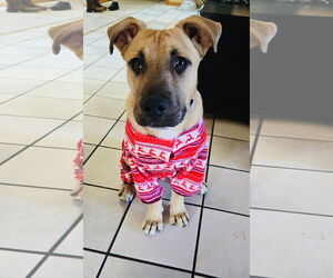 Boxer-Staffordshire Bull Terrier Mix Dogs for adoption in Princeton, MN, USA