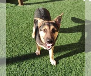 German Shepherd Dog-Unknown Mix Dogs for adoption in Rockwall, TX, USA
