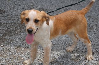 Mutt Dogs for adoption in Crossville, TN, USA