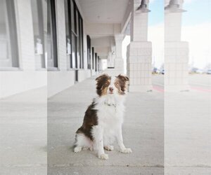 Australian Shepherd Dogs for adoption in Sandy, UT, USA