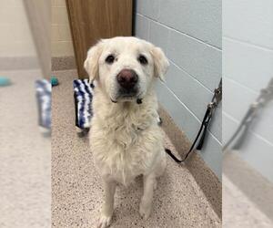 Great Pyrenees Dogs for adoption in Brighton, CO, USA