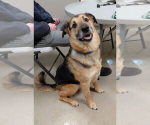 Mutt Dogs for adoption in South Bend, IN, USA