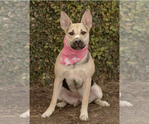 Labrador Retriever-Unknown Mix Dogs for adoption in Dana Point, CA, USA
