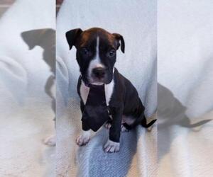 American Staffordshire Terrier Dogs for adoption in Euless, TX, USA
