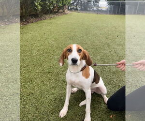 Mutt Dogs for adoption in Hilton Head, SC, USA