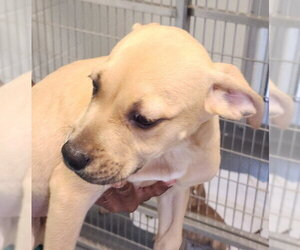 Mutt Dogs for adoption in Hilton Head, SC, USA