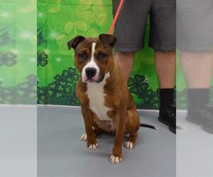 Bullboxer Pit Dogs for adoption in Louisville, KY, USA