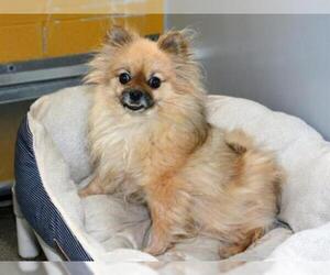 Pomeranian Dogs for adoption in West Valley, UT, USA
