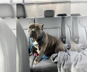 American Bulldog-Unknown Mix Dogs for adoption in Grand Prairie, TX, USA