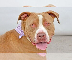 American Pit Bull Terrier Dogs for adoption in Pasadena, CA, USA