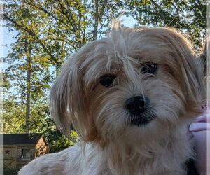 Shiranian Dogs for adoption in Oakhurst, NJ, USA