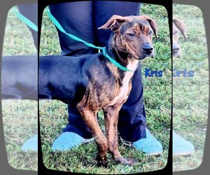 Plott Hound-Unknown Mix Dogs for adoption in Ahoskie, NC, USA