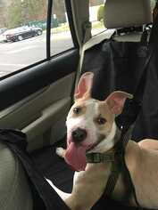 Ibizan Hound-Unknown Mix Dogs for adoption in East Brunswick, NJ, USA
