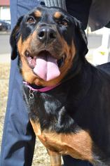 Rottweiler Dogs for adoption in Evergreen, CO, USA