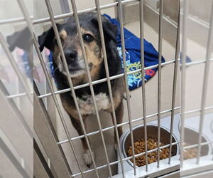 Shepradors Dogs for adoption in Decatur, IL, USA
