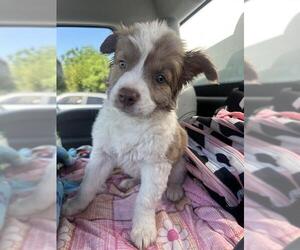 Bearded Collie Dogs for adoption in San Antonio, TX, USA
