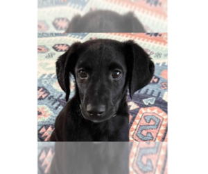 Sheprador Dogs for adoption in Tampa, FL, USA