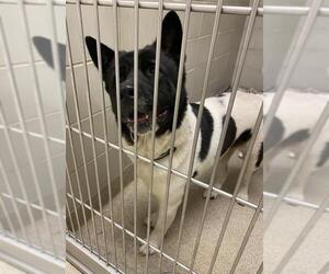 Akita Dogs for adoption in Virginia Beach, VA, USA