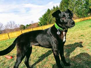 Borador Dogs for adoption in Bristol, TN, USA