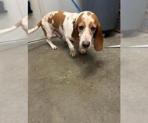 Basset Hound Dogs for adoption in Rosenberg, TX, USA