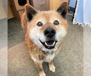 Chow Chow-Labrador Retriever Mix Dogs for adoption in Lindon, UT, USA