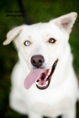 Medium Photo #1 Labrador Retriever Puppy For Sale in Royse City , TX, USA