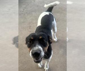 Mutt Dogs for adoption in San Antonio, TX, USA