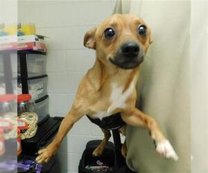 Chihuahua Dogs for adoption in Belleville, IL, USA