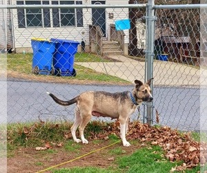 Huskies -Labrador Retriever Mix Dogs for adoption in Mechanicsburg, PA, USA