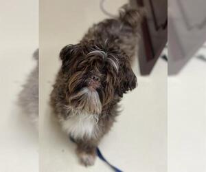 Shih Tzu Dogs for adoption in Center Township, PA, USA