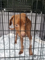 Medium Photo #1 Mutt Puppy For Sale in Derwood, MD, USA