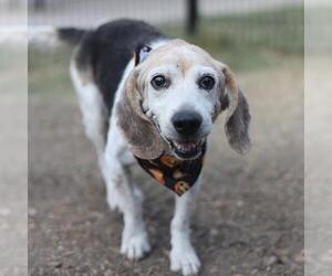 Beagle Dogs for adoption in San Antonio, TX, USA
