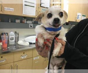 Chihuahua Dogs for adoption in Riverside, CA, USA